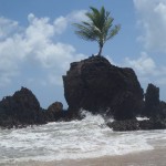 Imagem de um coqueiro em cima de uma pedra na beira da praia
