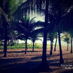Imagem de palmeiras
