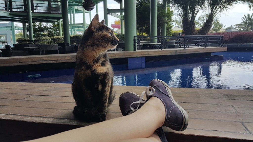 Gato em Hotel com Piscina