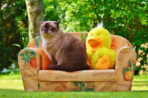 Imagem de gato sentado em sofá