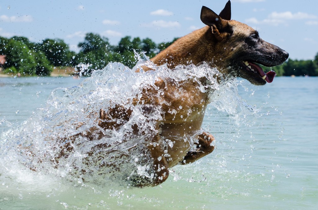 imagem-de-cachorro-brincando-na-agua