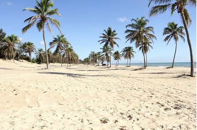 imagem-de-praia-com-areia-branca-e-coqueiro