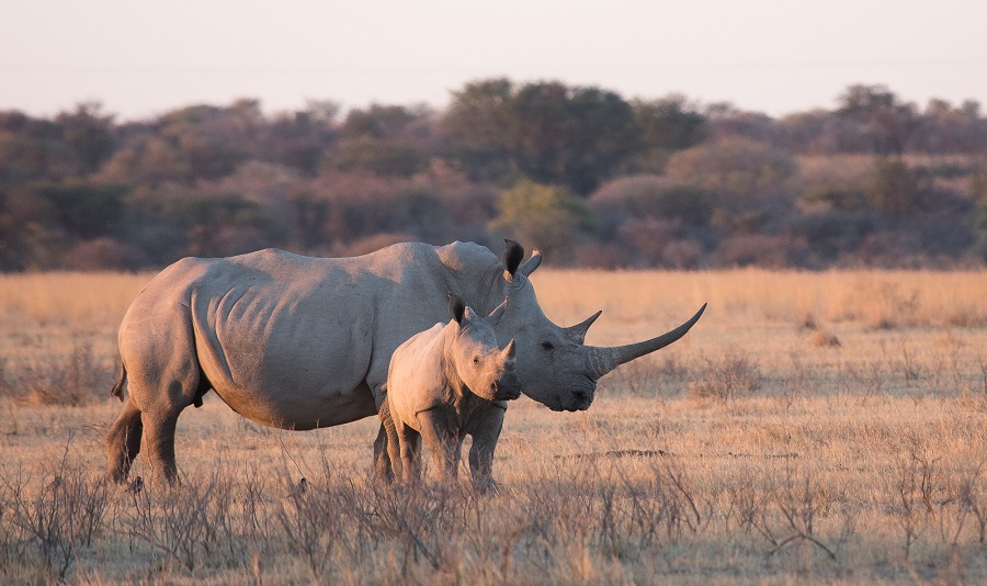 imagem-de-rinocerontes