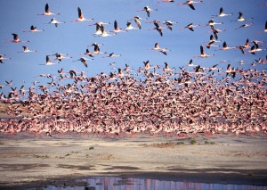 imagem-de-flamingos