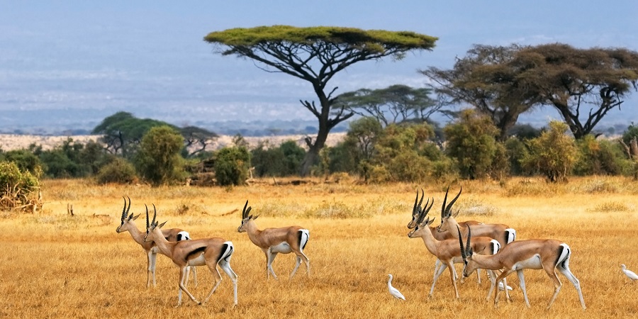 imagem-de-antelopes