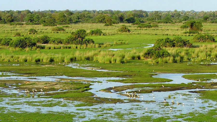 imagem-de-pantanal
